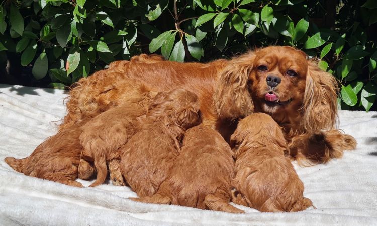 cavapoo puppy growth