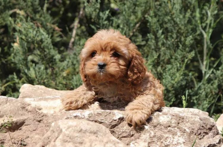 cavapoo healthy weight