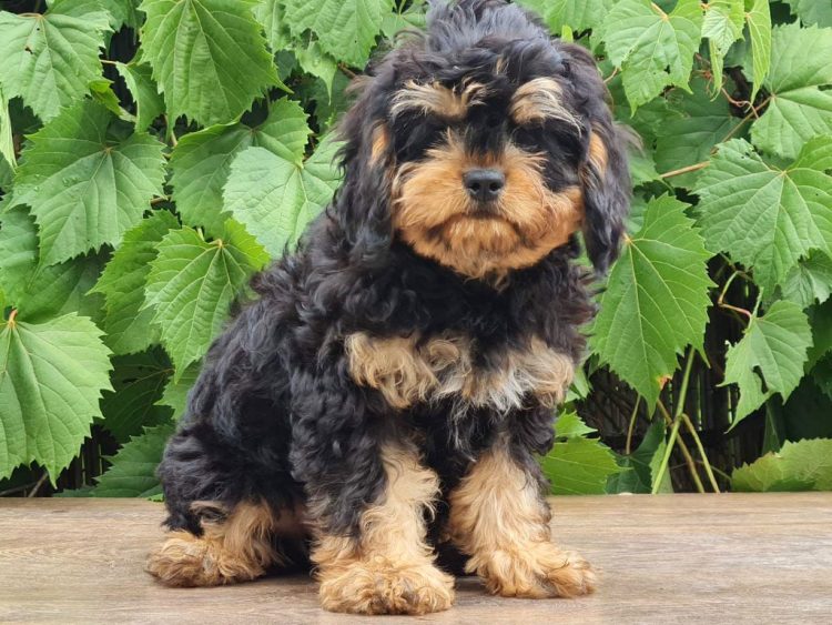 Cavapoo size at 6 hot sale months