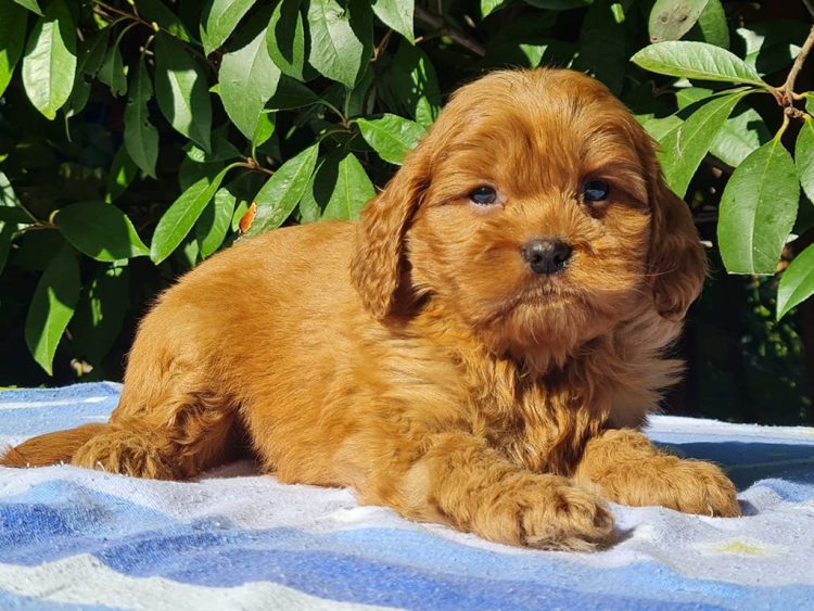 red cavapoo size