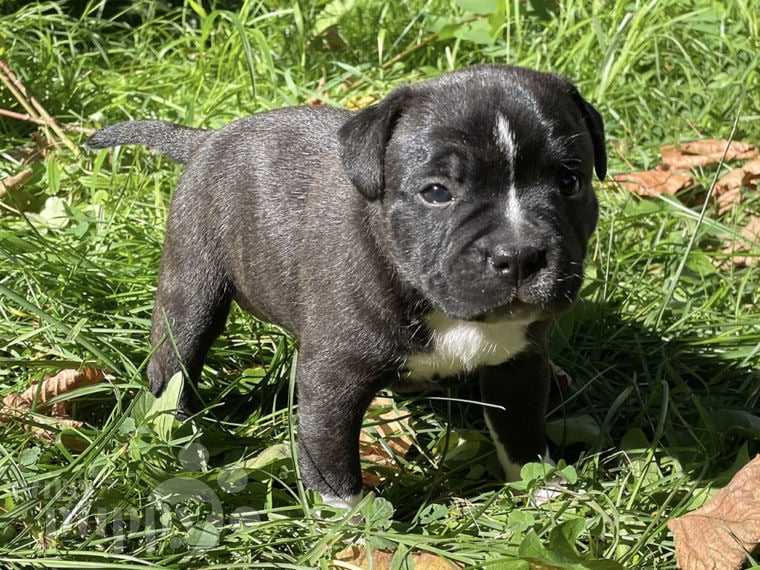 Staffordshire Bull Terrier cachorro en venta