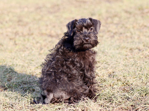 Schnauzer Miniatura puppy