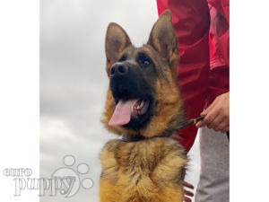 German Shepherd Dog puppy