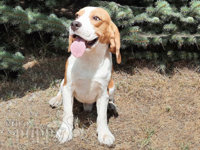 Pixie beagle hot sale puppies for sale