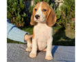 Beagle puppy