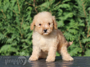 Toy Poodle puppy