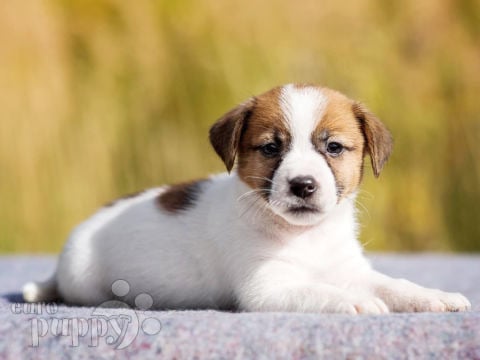 Jack-Russell-Terrier puppy