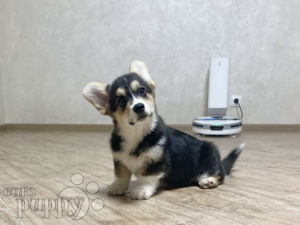 Welsh Corgi puppy