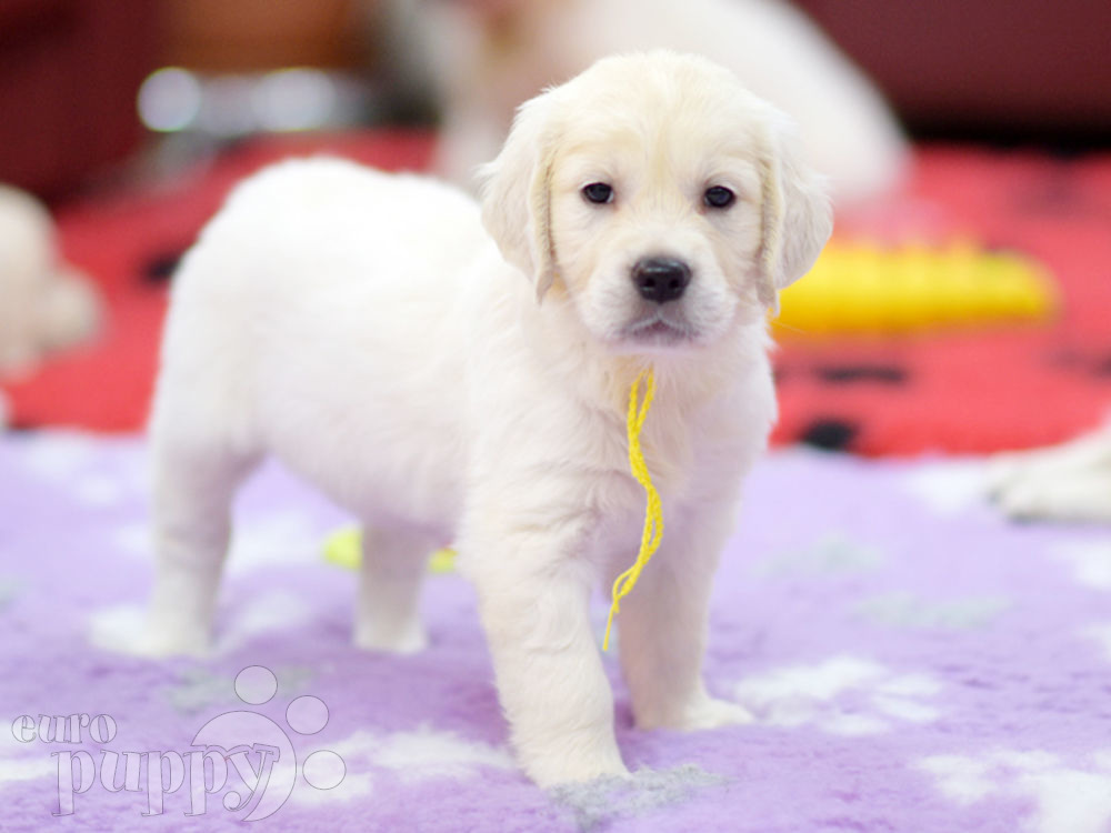 what is the price of a golden retriever puppy