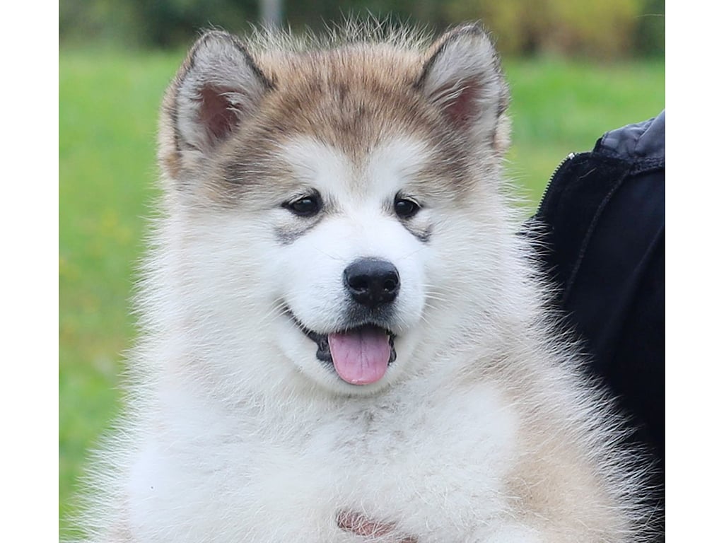 can a alaskan malamute live in tokelau