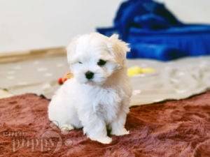 Maltese Puppies For Sale | Euro Puppy