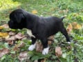 Staffordshire Bull Terrier puppy for sale
