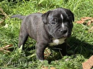 Cheap 2024 staffy puppies