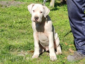 can a dogo guatemalteco live in new zealand