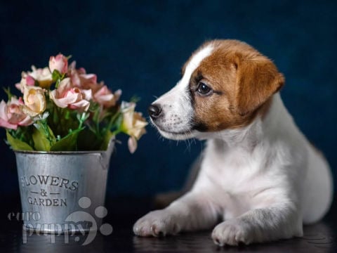 Jack Russell Terrier puppy