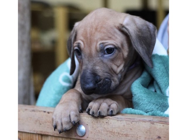 can a thai ridgeback live in indonesia