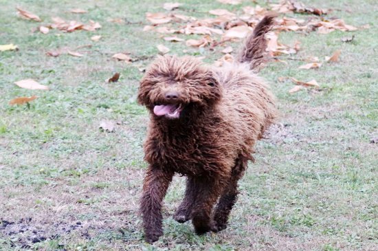 Perro de Agua Francés perro