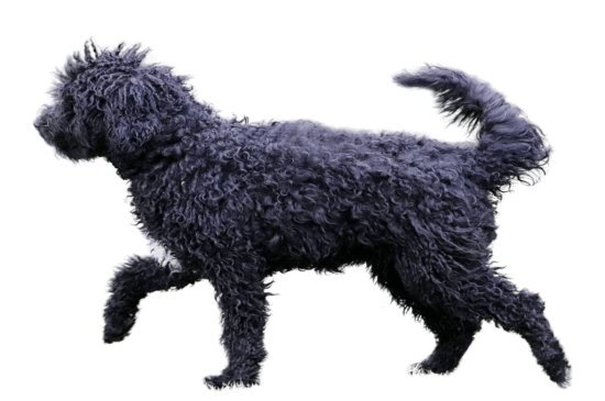 Barbet Hund