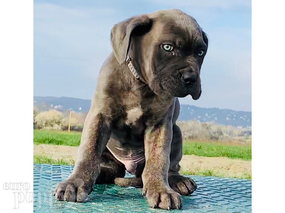 what is the name of the italian mastiff