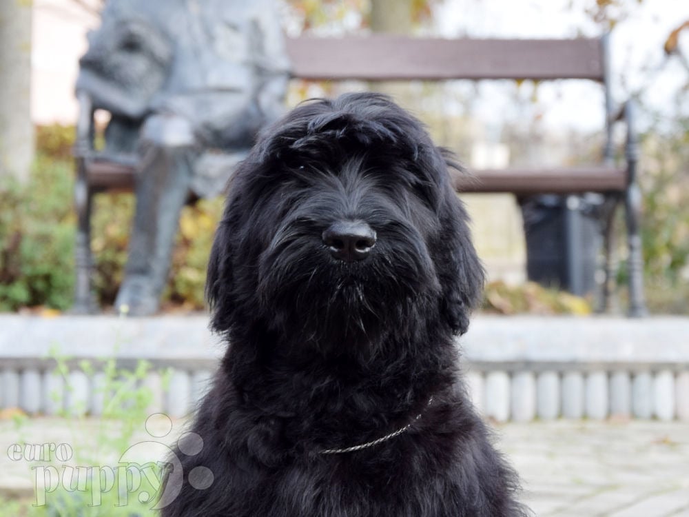 what breeds make up a black russian terrier