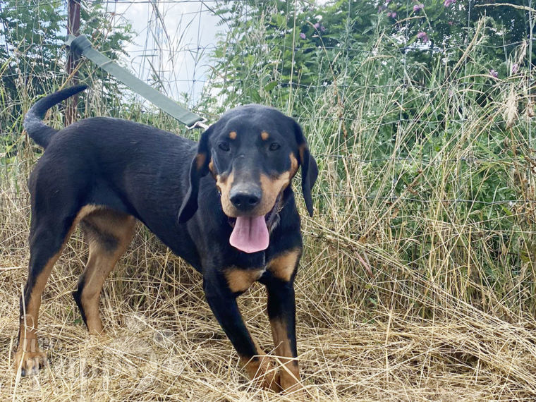 Sabueso de Transilvania cachorro