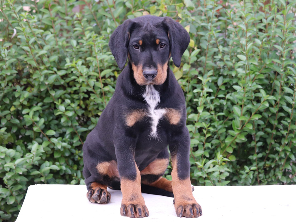 transylvanian hound puppies