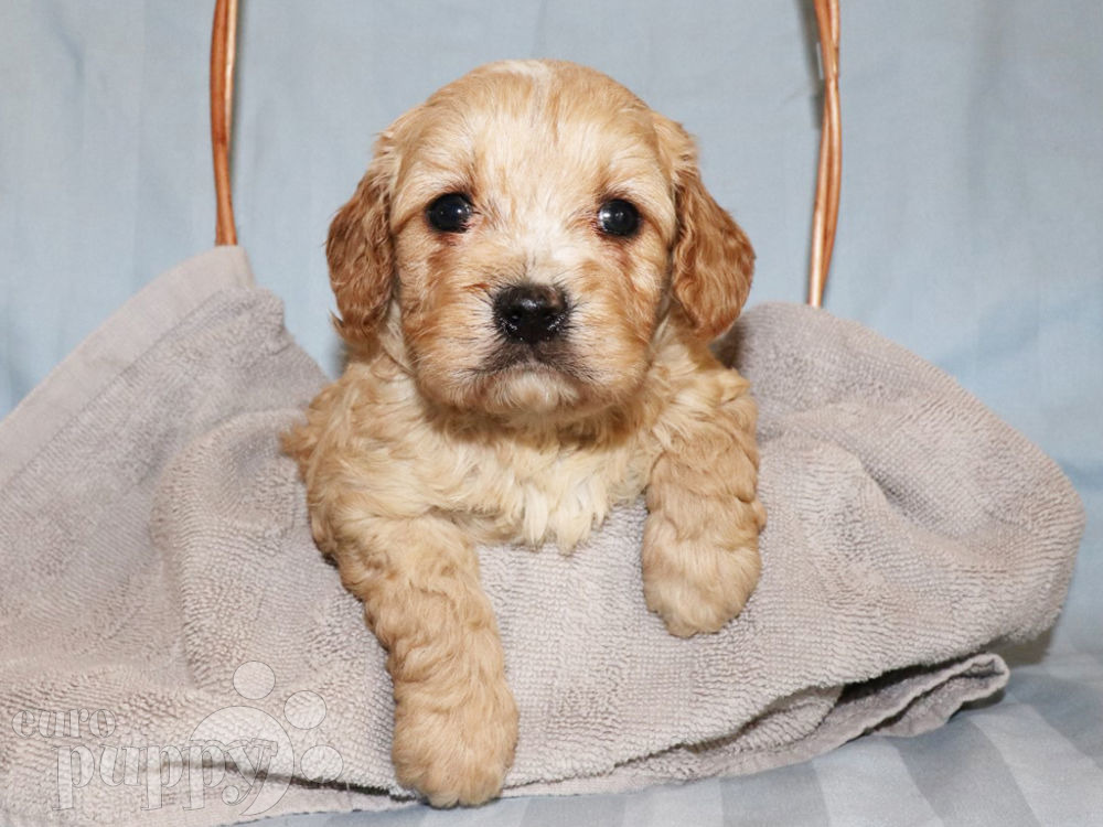 How much does a Cavapoo puppy cost?