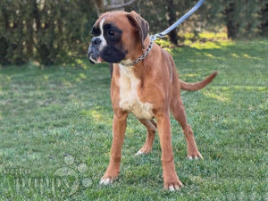 Boxer puppy