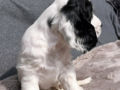 Englischer Cocker Spaniel puppy