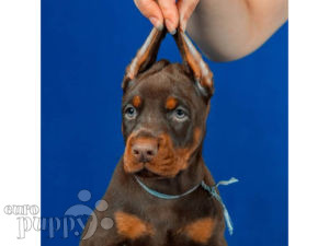 Doberman Pinscher puppy