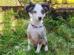 Australian Shepherd puppy