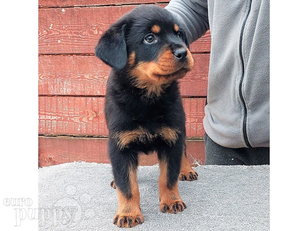 how big is a 8 week old rottweiler puppy