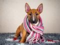 Miniature Bullterrier puppy