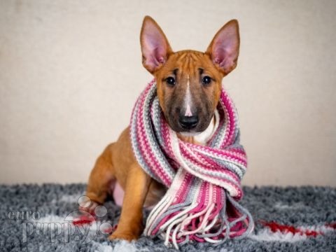 Miniature Bullterrier puppy