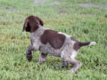 Deutsch Drahthaar puppy