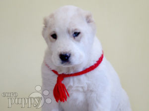 Zentralasiatischer Owtscharka puppy