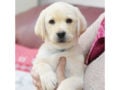 Labrador Retriever puppy for sale