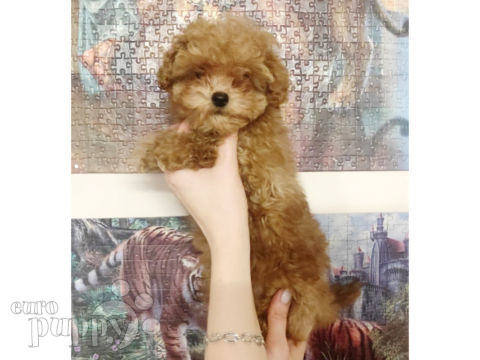 Toy Poodle puppy for sale