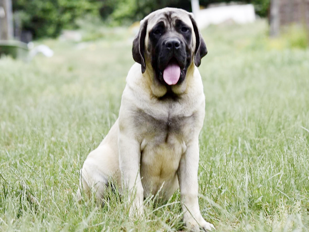 what is the average weight of a mastiff