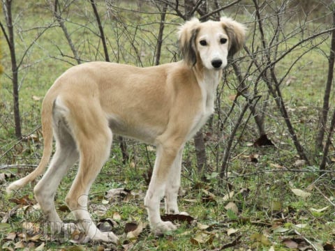 are bones safe for saluki puppies