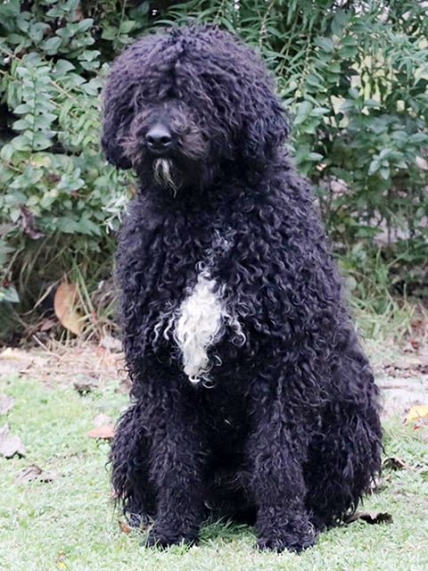 Barbet hypoallergenic best sale