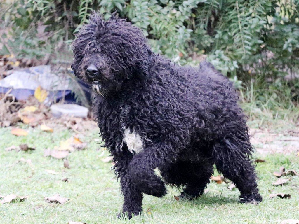 Perro de Agua Francés colores