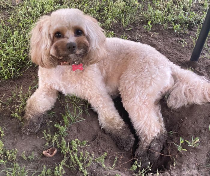 playful Cavapoo