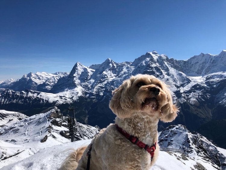 active cavapoo