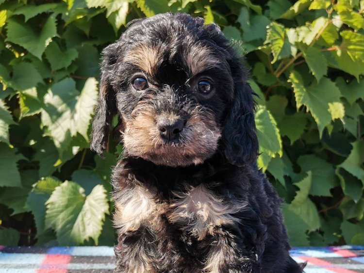 Cavapoo dog