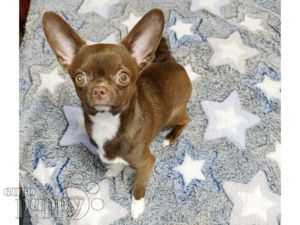 Chihuahua puppy