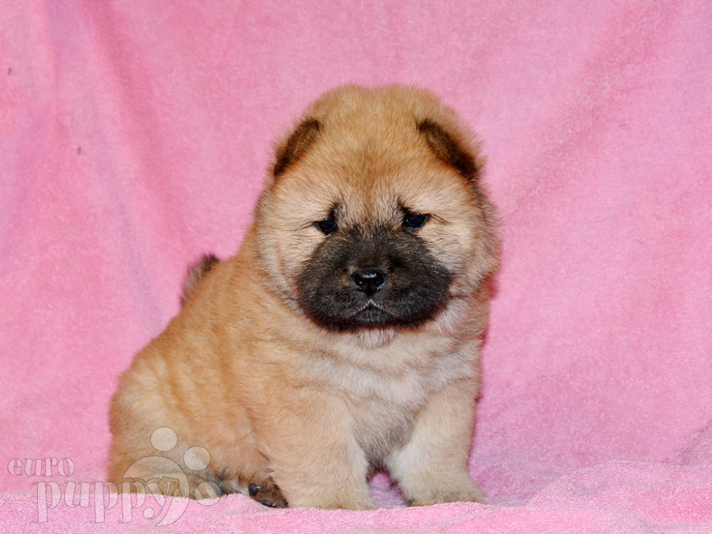 can a american bulldog and a chow chow be friends