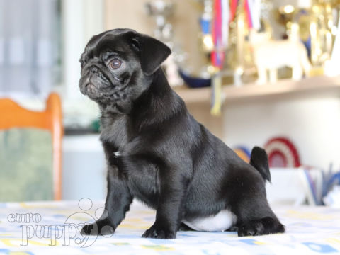 Pug puppy for sale