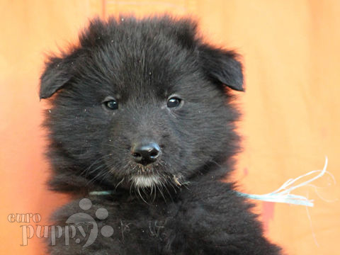 Belgian Sheepdog puppy