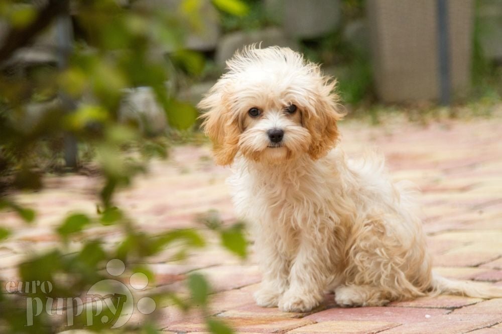 How to choose a Cavapoo puppy